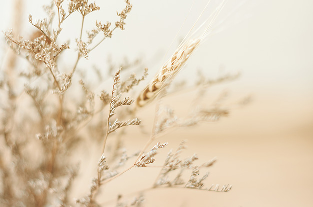 Trockenblumen – Schmuckbild 1